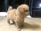 Üst Kali̇te Malti̇poo Yavrular