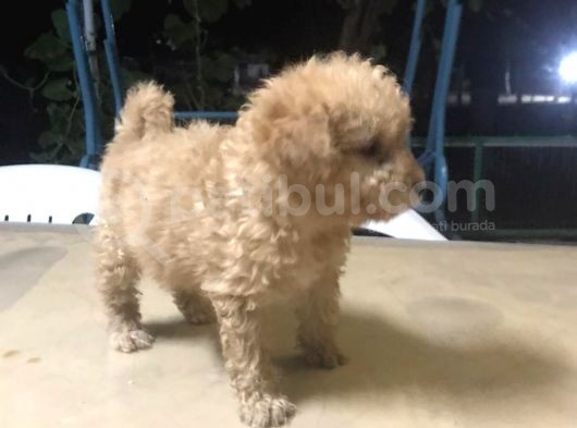 Üst Kali̇te Malti̇poo Yavrular görsel