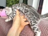 Orjinal Bengal Silver Yavrular