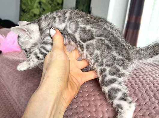 Orjinal Bengal Silver Yavrular görsel