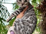 Orjinal Bengal Silver Yavrular