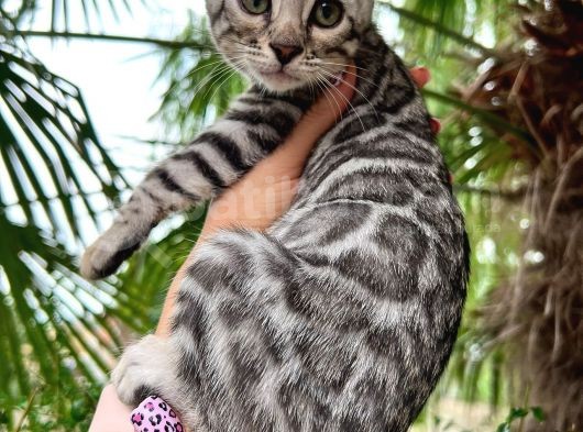 Orjinal Bengal Silver Yavrular görsel