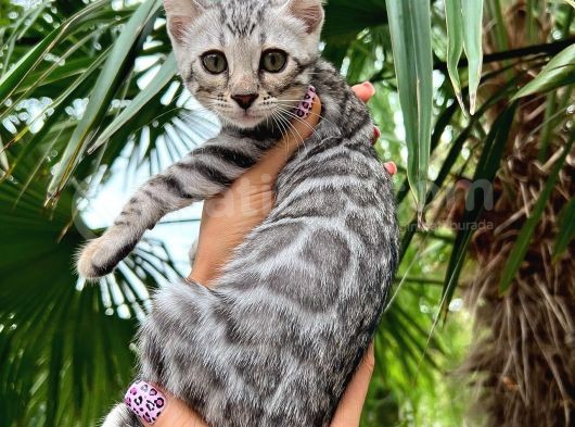 Orjinal Bengal Silver Yavrular