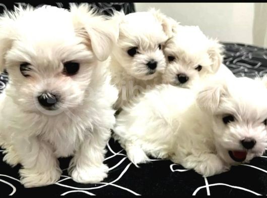 0 Numara Maltese Terrier Bebeklerimiz