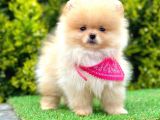 Safkan Pomeranian Boo Yavrularımız