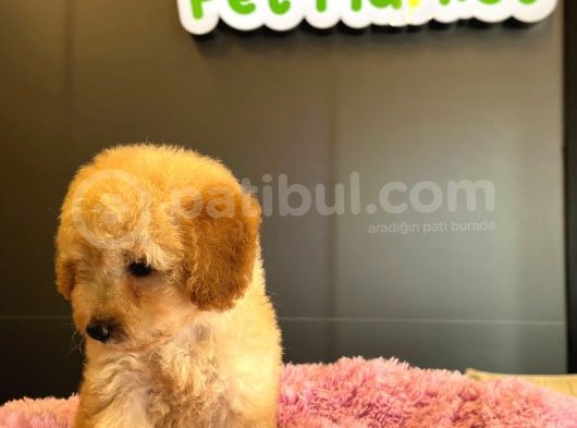 Poodle Yavrular görsel
