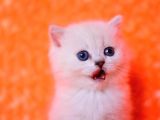 Masmavi Ns1133 British Shorthair