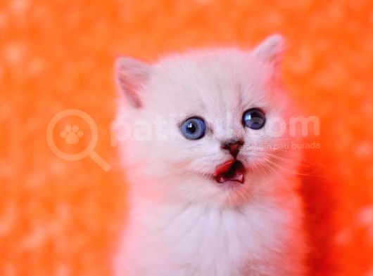 Masmavi Ns1133 British Shorthair görsel