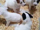KÖPEKÇİFTLİĞİ JACK RUSSLE YAVRULAR ÜCRETSİZDEĞİLDİR