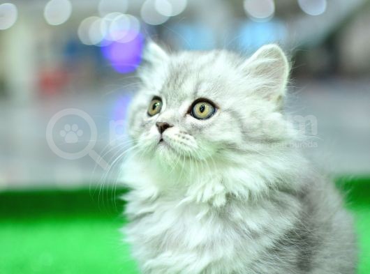 Orjinal Soy Belgeli Ns25 British Longhair
