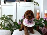 Ömür Boyu Irk Garantili Poodle Yavrular
