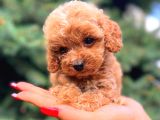 TEACUP MİNİ BOY DİŞİ MALTİPO