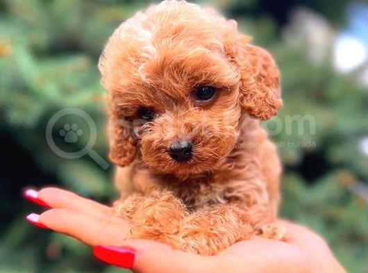 Teacup Mi̇ni̇ Boy Di̇şi̇ Malti̇po