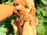 Teacup Mi̇ni̇ Boy Di̇şi̇ Malti̇po