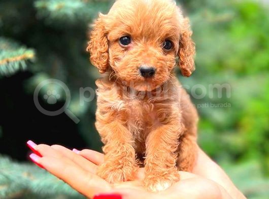 Mi̇ni̇ Boy Teacup Erkek Malti̇po