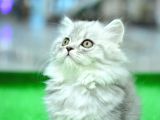 Orjinal Soy Belgeli Ns25 British Longhair