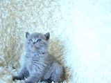 Show Kalite Gri British Shorthair