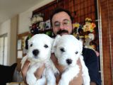 Bembeyaz Maltese Terri̇er 0 Numara