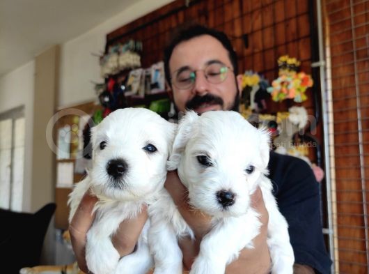 Bembeyaz Maltese Terri̇er 0 Numara görsel