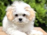Dizayn Irk Morkie Güzelliği