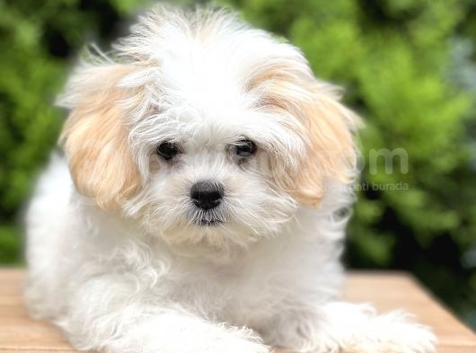 Dizayn Irk Morkie Güzelliği görsel