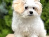 Dizayn Irk Morkie Güzelliği
