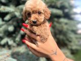 Orjinal Red Maltıpoo