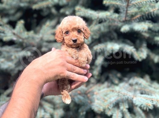 Orjinal Red Maltıpoo