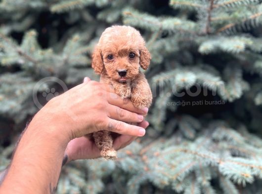 Orjinal Red Maltıpoo görsel