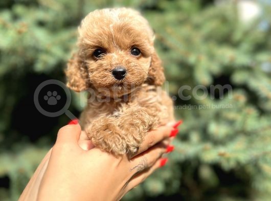 Teacup Babyface Maltıpoo görsel
