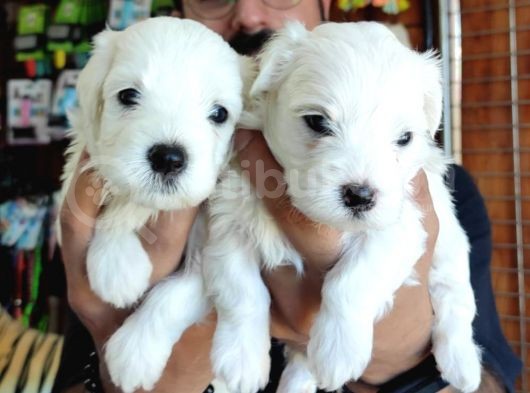 Bembeyaz Maltese Terri̇er 0 Numara