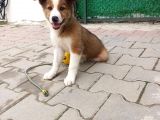 Eğitimli Ve Aşılı Yavru Border Collie
