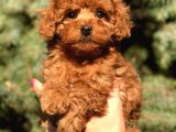 Birbirinden Güzel Toy Poodle Yavrularımız
