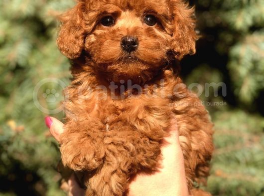 Birbirinden Güzel Toy Poodle Yavrularımız görsel