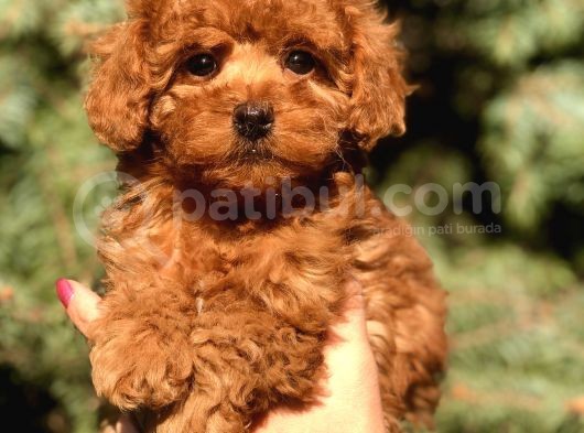 Birbirinden Güzel Toy Poodle Yavrularımız görsel