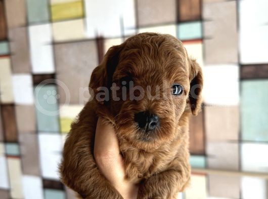 Toypoodle Yavrularımız görsel