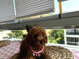 Ömür Boyu Irk Garantili Poodle Yavrular