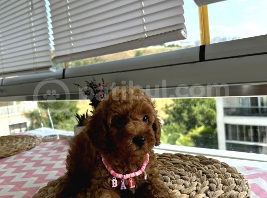 Ömür Boyu Irk Garantili Poodle Yavrular görsel