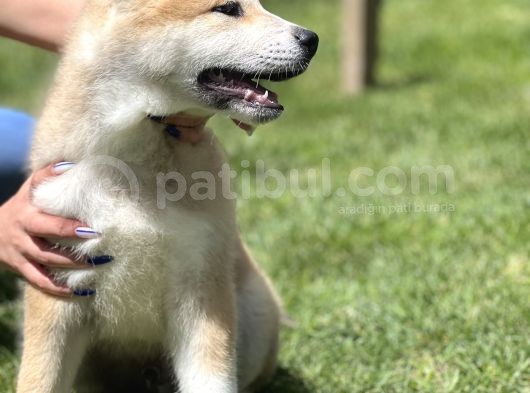 Yarışma Düzeyi Akita-Inu Yavrular görsel