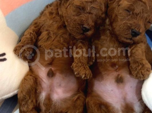 Red Brown Toy Poodle Yavrular görsel