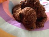 Red Brown Toy Poodle Yavrular