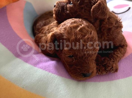 Red Brown Toy Poodle Yavrular görsel