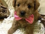 Poodle Kalitesinde Mini Boy Maltipoo Bebekler
