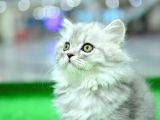 Orjinal Soy Belgeli NS25 British Longhair