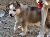 Husky Sibirya Kurdu Dişi Yavru Bir Gözü Mavi Diğer Gözü Kahverengi