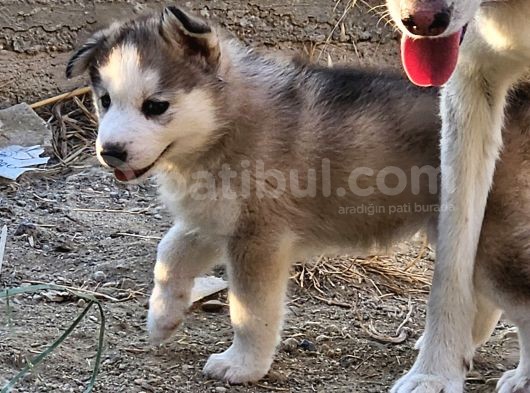 Husky Sibirya Kurdu Dişi Yavru Bir Gözü Mavi Diğer Gözü Kahverengi görsel