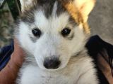 Husky Sibirya Kurdu Dişi Yavru Bir Gözü Mavi Diğer Gözü Kahverengi