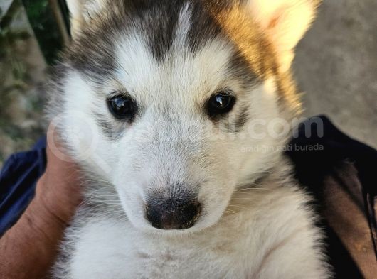 Husky Sibirya Kurdu Dişi Yavru Bir Gözü Mavi Diğer Gözü Kahverengi görsel