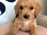 Poodle Kalitesinde Mini Boy Maltipoo Bebekler