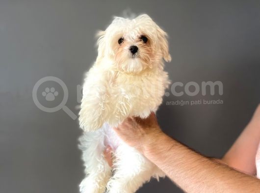 Kore Maltese Terri̇er Orji̇nal Bebeği̇mi̇z görsel